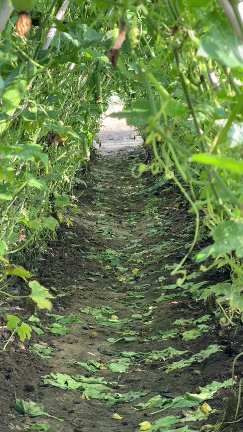Vertical view shows thick luffa vines covering bamboo trellis structures forming Stock Footage 335759531