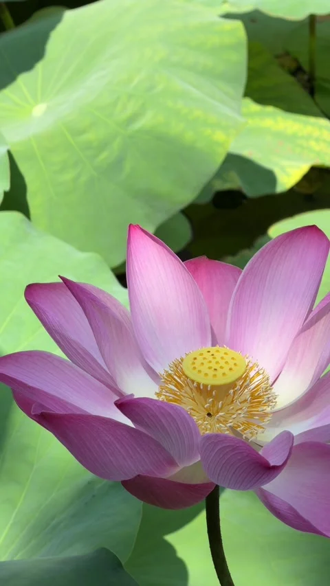 Vertical view shows two pink lotus flowers growing together among aquatic Stock Footage 333578756