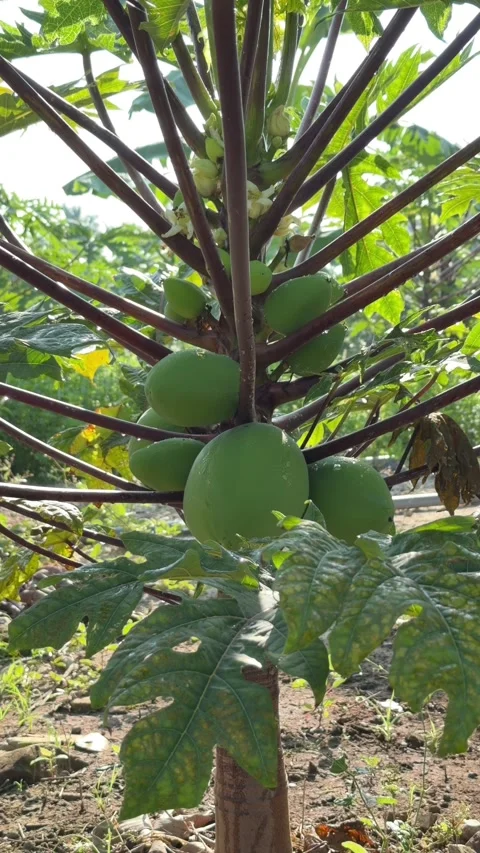 Vertical view shows young papaya fruits positioned along the trunk surrounded by 動画素材 332554595