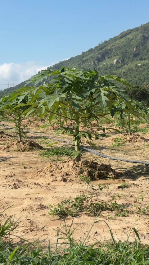 Vertical view shows young papaya trees growing across a plantation plot with Vídeos de archivo 333197898