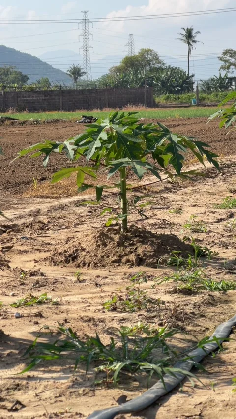 Vertical view shows a young papaya tree growing across plantation ground with 库存影片 334417688