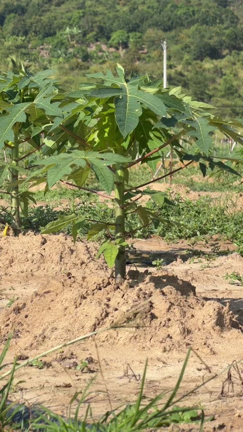 Vertical view shows a young papaya tree standing on prepared plantation soil wit Stock Footage 338000745