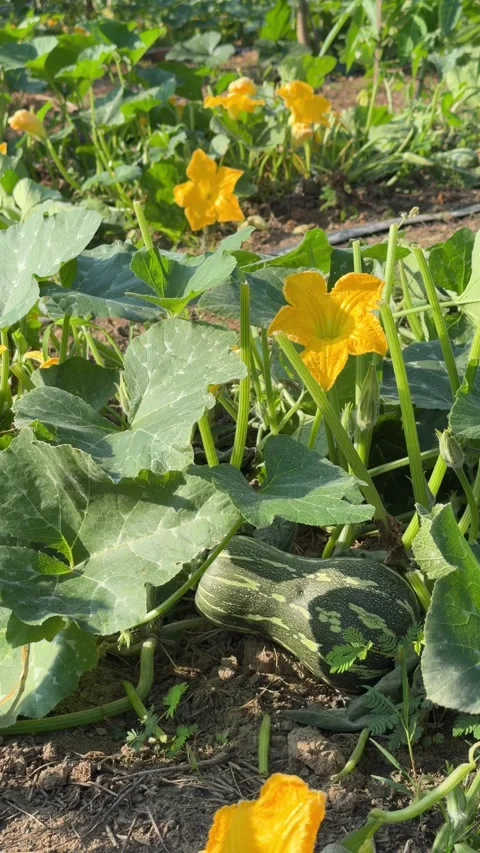 Vertical view shows a zucchini growing among stems and leaves within a 動画素材 332472610