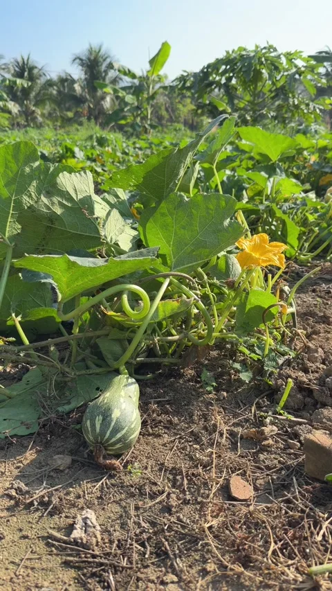 Vertical view shows a zucchini resting beside foliage and a blossom across a 스톡 동영상 333465483