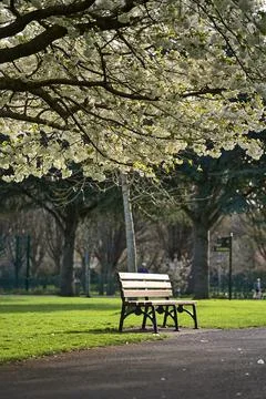 Vertical view of single bench beside delicate white blooming cherry tree Foto stock