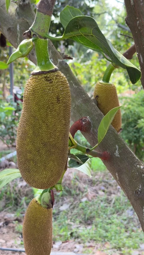 Vertical view of a single jackfruit growing from a branch with surrounding trees 库存影片 333198110