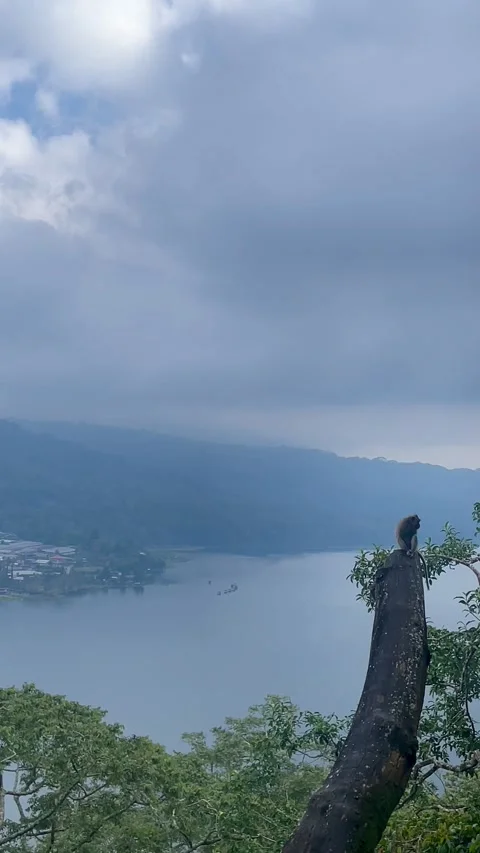 Vertical View of Single Monkey Perched High on Tree Bali Stock Footage 336249504