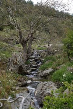 Vertical view of a small freshwater stream flowing through mossy rocks Fotos Stock