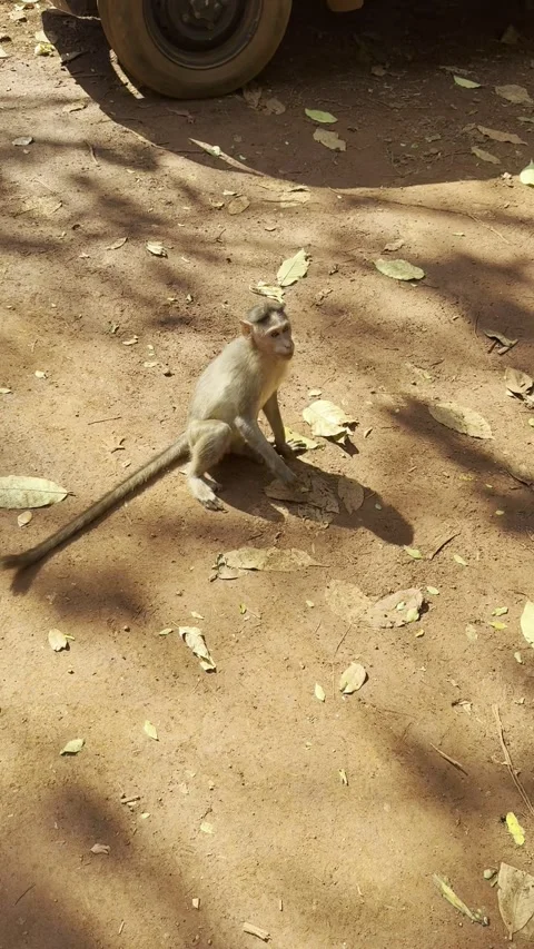Vertical view of small monkey sitting on ground near Dudhsagar Goa India Vídeos de archivo 343155991