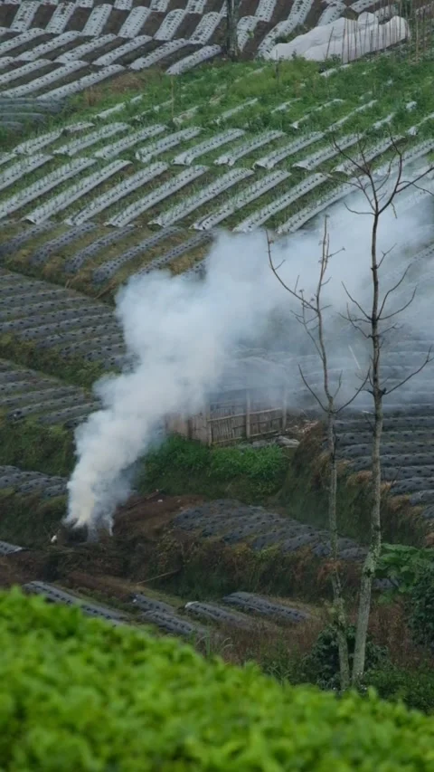 Vertical view of smoke from burning garbage in the field Stock Footage 319888023