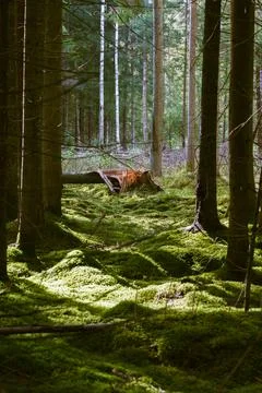 Vertical View of a Snapped Tree Trunk in a Sunlit Mossy Forest Stock Photos