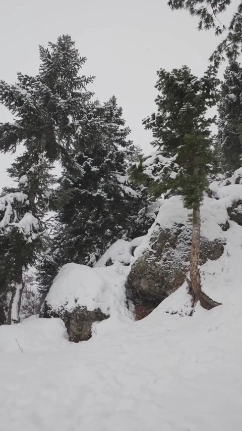 Vertical view of snow storm in pine forest Stock Footage 327690632