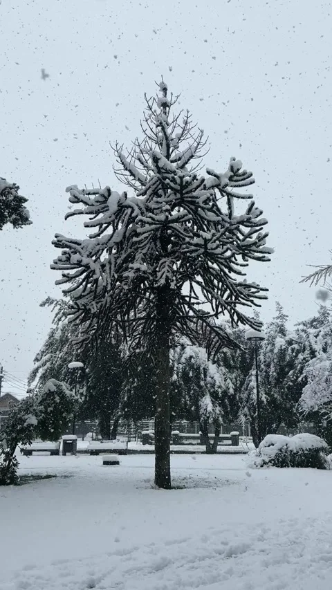 Vertical View of Snowfall Over Snow Covered Araucaria Monkey Puzzle Tree in Stock Footage 346619030