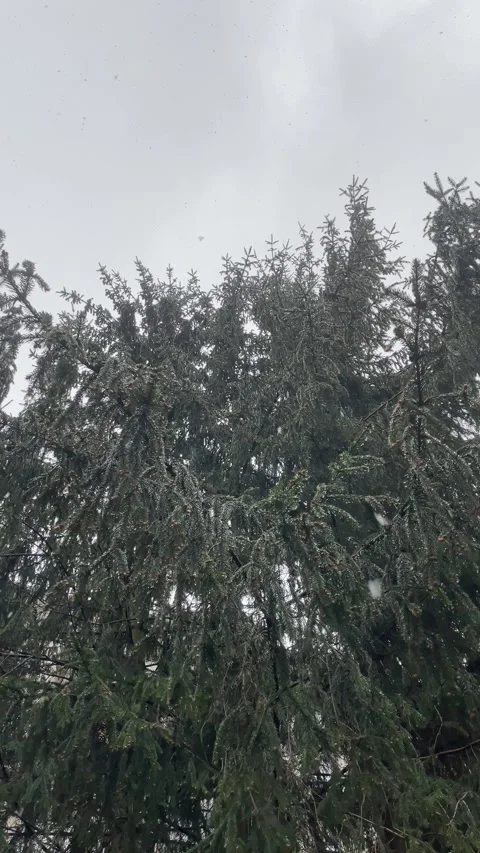 Vertical view at Snowing on Evergreen Grey cloudy scene Stock Footage 273985008