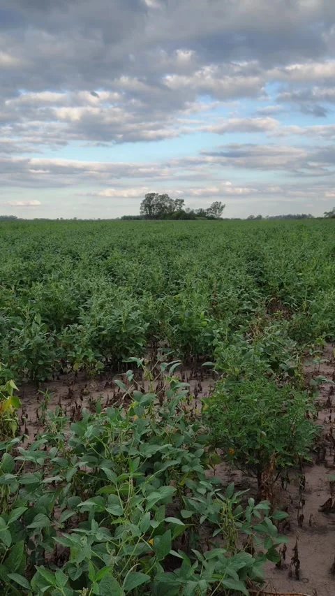 Vertical view of a soybean field. Stock Footage 330918536