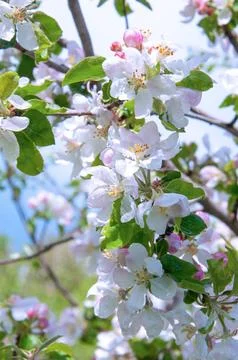 Vertical view of spring apple tree blossoms and pink flower buds under clea.. Stock Photos
