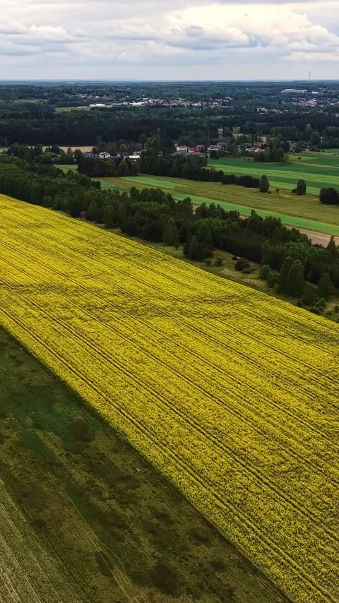 Vertical view. Springtime agricultural landscape with yellow blooming plants Stock Footage 348630728