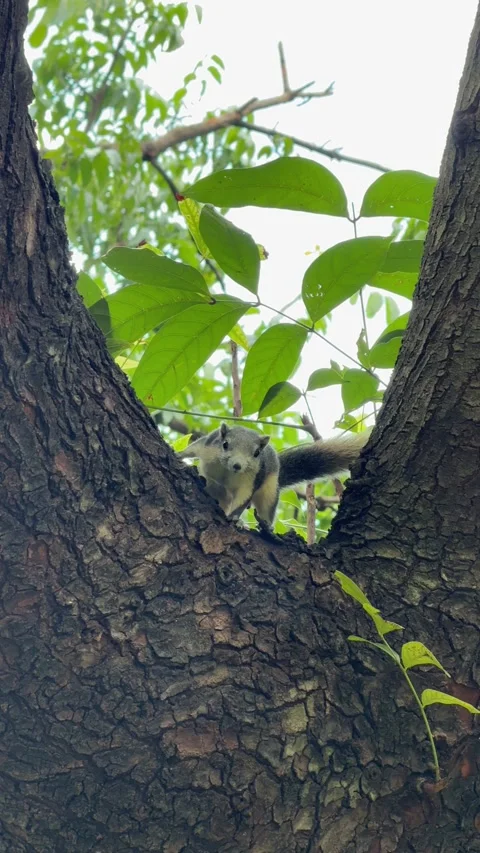 Vertical View Of Squirrel Peeking From Tree Fork Before Escaping 스톡 동영상 347460323