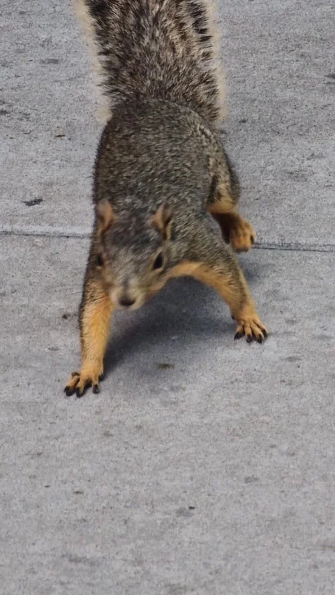Vertical View of Squirrel Walking on Asphalt in City, Close Up Stock Footage 342000554