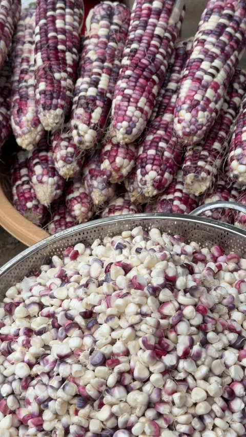 Vertical view of stacked multicolored Ruby Queen corn cobs displayed on a market 库存影片 333776977
