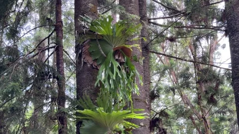 Vertical view of staghorn ferns on two trees Video stock 330292563
