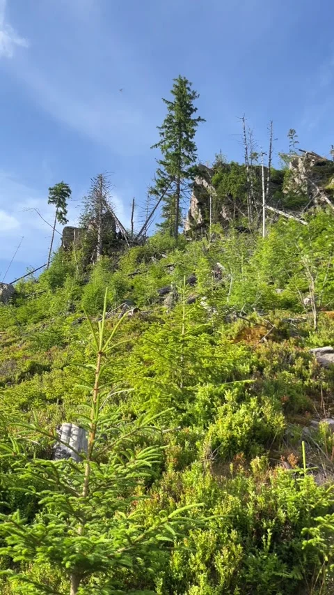 Vertical View from Steep Hillside Showing Rocky Outcrop Stock Footage 312951701