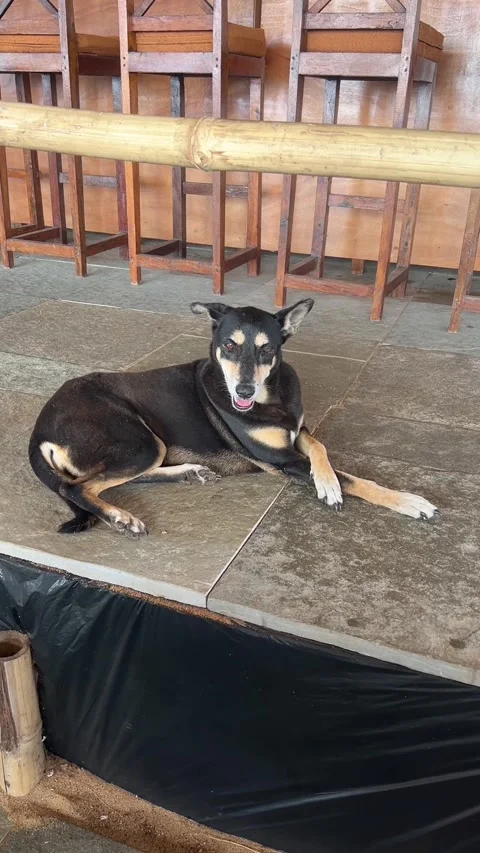 Vertical view of a stray dog resting inside a beach shack in Goa Vídeos de archivo 342968334