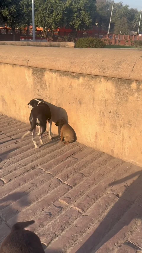 Vertical view of stray dogs resting in golden hour sunlight near Agra Fort Vídeo Stock 342968288