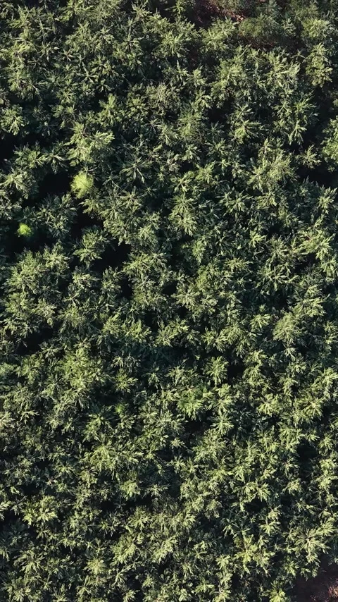 Vertical view. Summer forest canopy with unpaved road Stock Footage 348631035