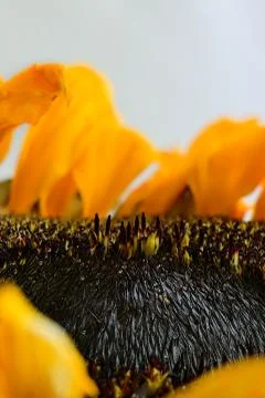 Vertical view of a sunflower Stock Photos