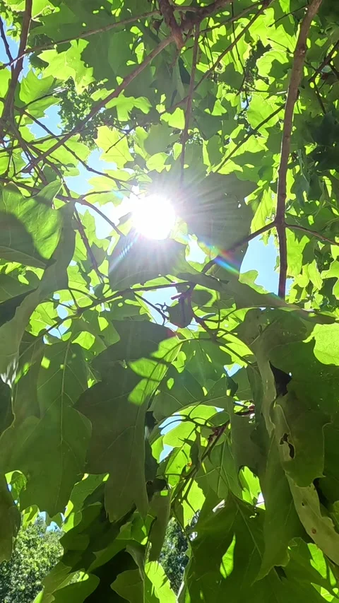 Vertical View of Sunlight Filtering Through Green Tree Leaves Видео 340389108