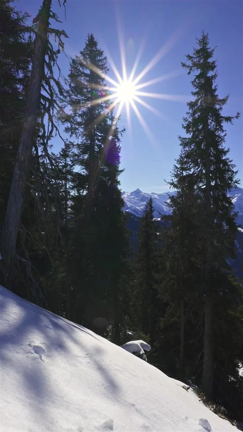 Vertical View of Sunny Alpine Forest in Snowy Mountains Winter Nature Stock Footage 310333771