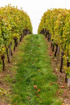 Vertical view of symmetrical path between orderly grapevine rows with green.. Stock Photos