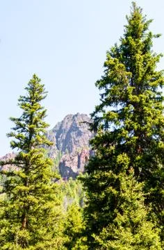 Vertical view of tall pine trees with Rocky Mountains near Bozeman, Montana Stock Photos