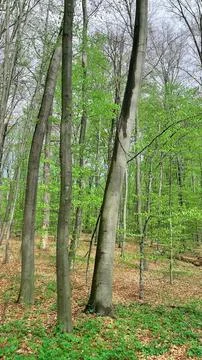 Vertical view of tall spring trees with fresh green leaves in forest Stock Photos
