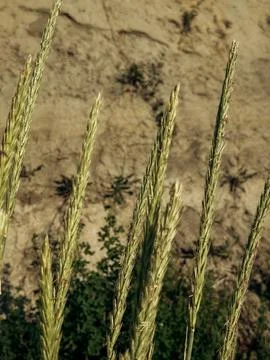 Vertical view of tall wild grass with delicate seed spikes swaying near san.. Stock Photos