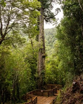 Vertical view of the thousand-year-old alerce tree in the alerce andino natio Stock Photos