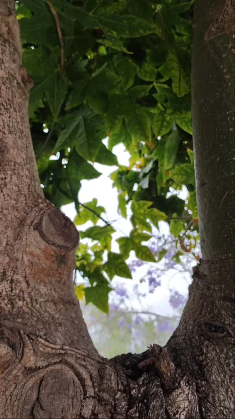 Vertical View Through Tree Trunk with Green Foliage - 4K Tenerife Video stock 334801124