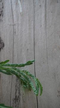 Vertical View of Tiny Fresh Green Fern Branch Growing on Grey Trunk 写真素材