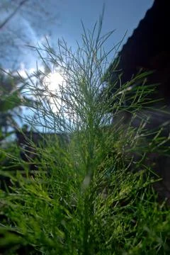 Vertical view, tiny pine trees start to grow fresh in the morning Stock Photos
