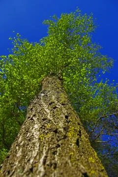 Vertical View of Top of a GreenTree Close from the Trunk Stock Photos