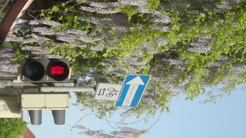 Vertical view of a traffic light and road sign surrounded by lush Vidéo 279798705