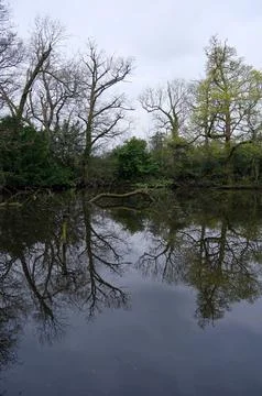 Vertical view of a tranquil forest pond with tall trees reflecting 스톡 사진