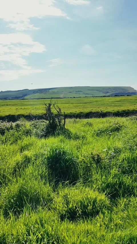 Vertical view of tranquil riverbank walk with flying birds under soft sky Stock Footage 309769023