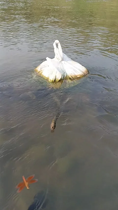 Vertical view of trash bag floating in river water with a dragonfly flying Stock Footage 346765623
