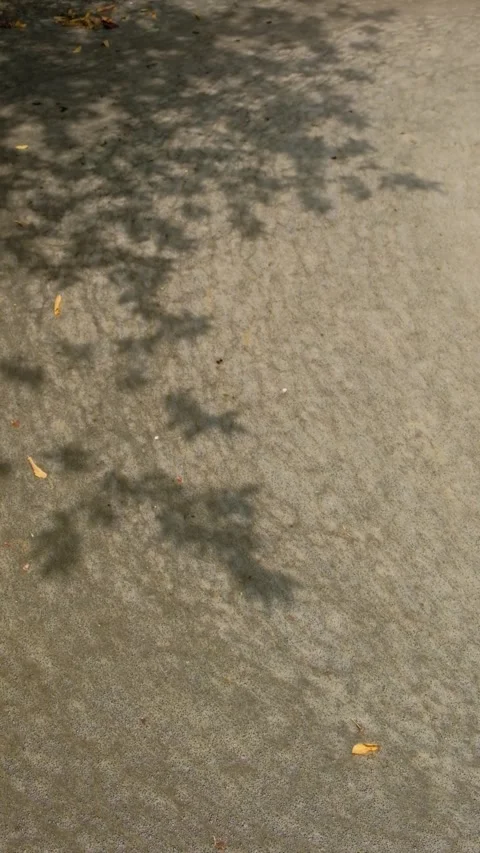 Vertical view of tree branch shadows sway on a textured concrete surface Stock Footage 347572259