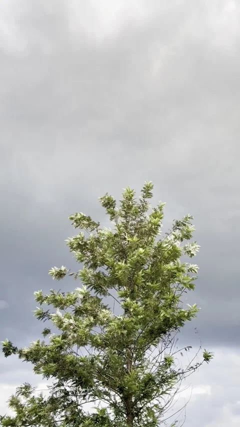 Vertical View of Tree Branches Against an Overcast Sky Stock Footage 339044379