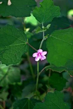 Vertical view, tree with five petals and pink trumpet pistils Stock Photos