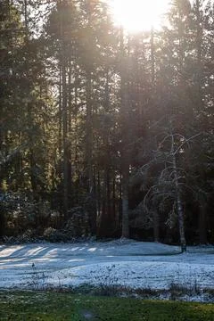 Vertical view of trees with evening lite and snow Foto stock