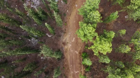 Vertical view of the trees in the forest and the trail . Zoom out and spin Stock Footage 165622656